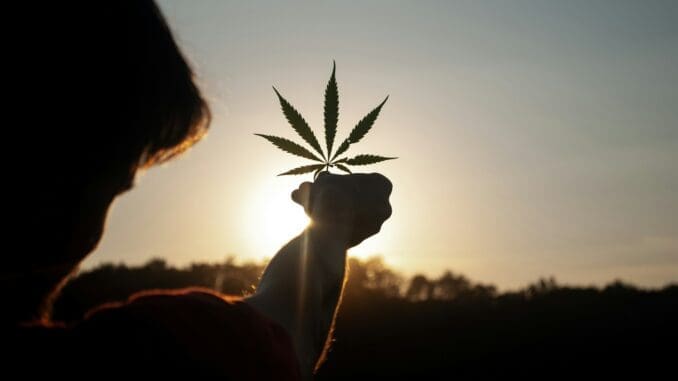 person holding white flower during sunset modern cannabis