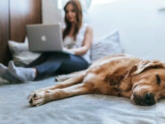 Golden Retriever lying on bed