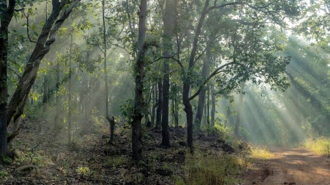 A dirt road in the middle of Polo forest